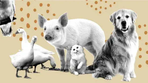 ley de bienestar animal